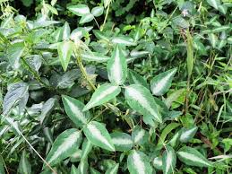 Image result for Desmodium uncinatum