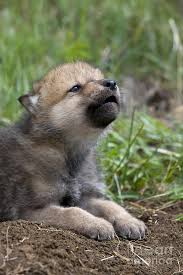Image result for wolf cub