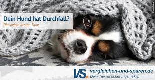 Hund Hat Durchfall Die 7 Besten Tipps Fur Schnelle Hilfe Vs