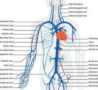 Breathalyzer Chart Canada Standard Drink