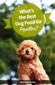 See more ideas about doodle art, doodles, sketch book. What S The Best Dog Food For Poodles Daily Dog Stuff Best Dog Food Make Dog Food Dog Food Recipes