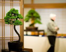 It adds bonsai pots that allow for growing trees within two vertical blocks. An Introduction To Bonsai Portland Japanese Garden