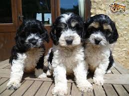 Black And White Cocker Spaniel Poodle Mix Cockapoo F1 Black White Pups Prizewinning Lines Wellington Somerset Pets4homes Cockapoo Black Cockapoo Pet People