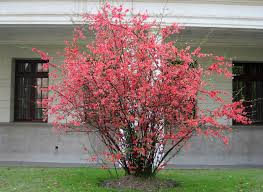 Find the ideal rose bushes, privacy trees, flowering shrubs and patio plants! Flowering Quince Shrub Chaenomeles Sp Flowering Quince Blossoms Jaxstumpes Blogspot Com Idei Ozeleneniya Rasteniya Cvety