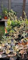 Image result for Kalanchoe lateritia