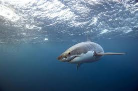 Shark attack is in the roblox top adventure games book. Deadly Shark Attacks Mapped How Likely Are You To Be Eaten Surf Unwind
