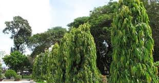 Maybe you would like to learn more about one of these? Ashoka Tree Medicinal Benefits Saraca Asoca Sita Ashok