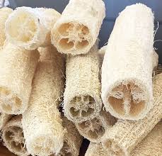 Image result for Luffa acutangula