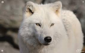 Wolf wallpapers, backgrounds, images 1920x1080— best wolf desktop wallpaper sort wallpapers by: Arctic Wolf Hd Wallpapers New Tab Theme