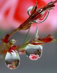 Pin By Angela On Dew Drops Dew Drops Water Art Flowers