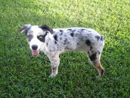 How Big Do Mini Australian Shepherds Get? - Quora