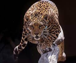 Jaguar San Diego Zoo Kids In 2021 Jaguar Animal Rainforest Animals Jaguar Pictures