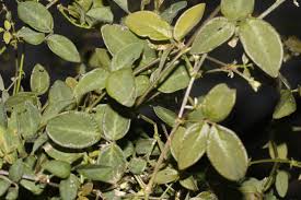 Image result for Desmodium scorpiurus