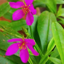 Image result for Talinum portulacifolium