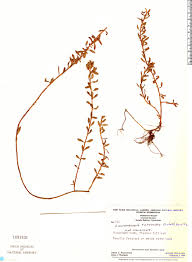 Image result for Laurembergia tetrandra