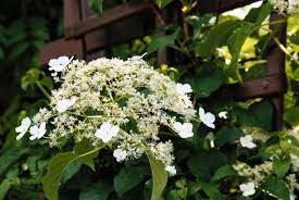 Growing hydrangeas, pruning hydrangeas, change hydrangea flower colors, and hydrangea varieties. Climbing Hydrangea Diy