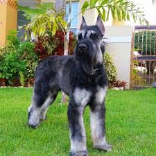 Black And Silver Giant Schnauzer Puppies For Sale 15 Month Old Giant Schnauzer Schnauzer Schnauzer Puppy