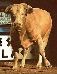 When did charles tuff die? Bodacious Bull Wikipedia