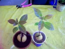 Set the cup and seed in a sunny window and wait for it to sprout. When To Transplant Avocado Seeds To A Container Youtube