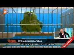 mavis kus panosundaki pin