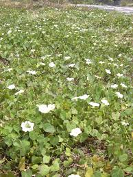 Image result for Ipomoea obscura