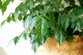 China doll plants tolerate low humidity levels found inside most homes but will do best with higher humidity. China Doll Plant Indoor Care And Growing Guide