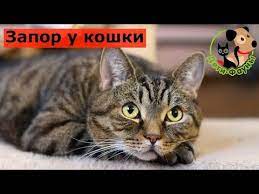 u koshki zapor chto mozhno sdelat samostoyatelno v domashnih usloviyah youtube koshki zhivotnye kot