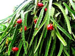 Jun 15, 2021 · kashu ce babbar abin da guinesa bissau ke fitarwa zuwa kasashen waje don samun kudin shiga, to amma manoman ƙasar na cin kwakwa kafin su ci moriyar nomanta. Shuka Wikipedia