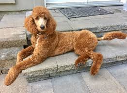 Lion cuts are popular all over the dog universe but poodles look especially curly poodles look wonderful with short hairstyles. Standard Poodle 9 Months Old Storm Freshly Groomed Poodle Puppy Standard Poodle Haircuts Poodle Puppy Standard