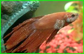 Penyakit Ikan Cupang Pengobatan Dan Cara Mengatasinya Di 2020 Ikan Cupang Ikan Betta
