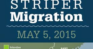Tight Lined Tales Of A Fly Fisherman Striper Migration Map