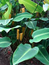 Image result for Calostephane