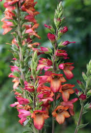 Pflanzen Unter Obstbaumen Obstgarten Unterpflanzung Arten Blume Roter Fingerhut Kirsche Pflanzen Blumen Pflanzen Garten Pflanzen