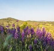 Las Trampas Wilderness Regional Preserve | East Bay Parks