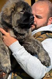 Look at this handsome ♂️ he have only 3 months old! He is QANTAS Porolissum  Legend Son of V DJAFAR Porolissum Legend & DEE DEE Porolissum Legend Very  nice type, Big, Strong