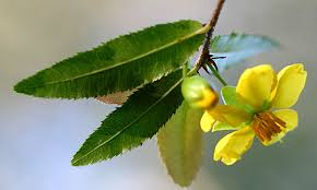 Image result for Ochna ovata