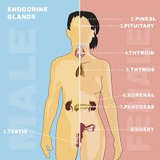 It was fiercely criticized when first published, but since then has gained the status of one of the most prominent works of czech literature; Hol Van A Vese Es A Maj Egeszseg Femina Endocrine System Reproductive System Endocrine
