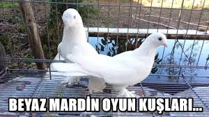Beyaz Taklaci Oyun Kuslari Beyaz Mardin Guvercin Videolari Youtube