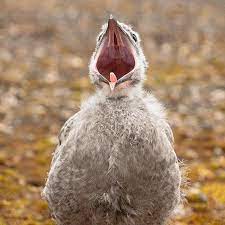 The newest, cutest baby animals from the world's accredited zoos and aquariums. 9 Cute Baby Bird Photos That Will Melt Your Heart