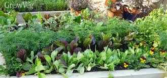 crop rotation for growing vegetables