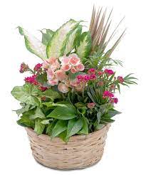 Lush Dish Garden In 2021 Dish Garden Flower Delivery Fresh Flowers Arrangements