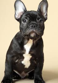 Black And White Frenchie Dog French Bulldog Puppy Cute Animals Pets Cute Animals Puppies Cute Dogs And Puppies Cute Animals