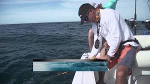 Maybe you would like to learn more about one of these? Reel Time Florida Sportsman Gulf Grouper Youtube