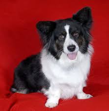 Black And White Cardigan Welsh Corgi Puppy Bogart A Fluffy Cardigan Welsh Corgi Wishing All His Furpals A Merry Christmas Corgi Cardigan Welsh Corgi Puppies Pembroke Welsh Corgi
