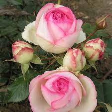 Последние твиты от david austin roses (@daustinroses). Eden Rose 88 Pierre De Ronsard Trevor White Roses Buy Now