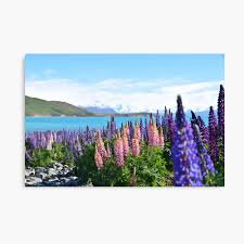 The countless lupines (flowers) that bloom along maine's coast are the legacy of the real miss rumphius, the lupine lady, who scattered lupine seeds everywhere she went. Miss Rumphius Art Board Print By Ninas Redbubble
