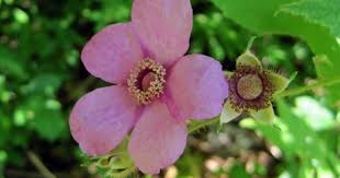 The name also applies to these plants themselves. Flowering Raspberry Central Park Conservancy