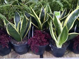 Image result for Selaginella nivea