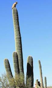 If you dump a cactus in arizona it's a felony. High Places Especially Those Of The Prickly Variety Cactus Tall Cactus Saguaro Cactus