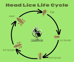 Image result for lice life cycle